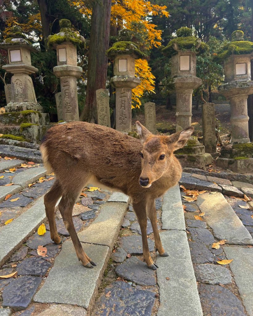 El curso exploró ciudades históricas de Japón mediante experiencias directas con su arte, patrimonio y vida cotidiana.
