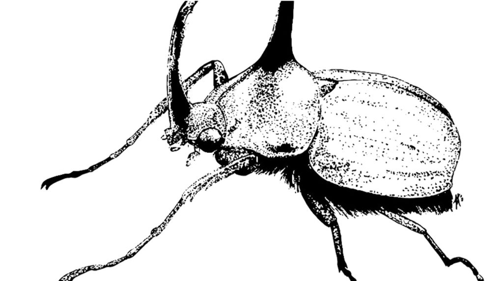 Ilustración Científica: explorando la intersección entre arte y ciencia