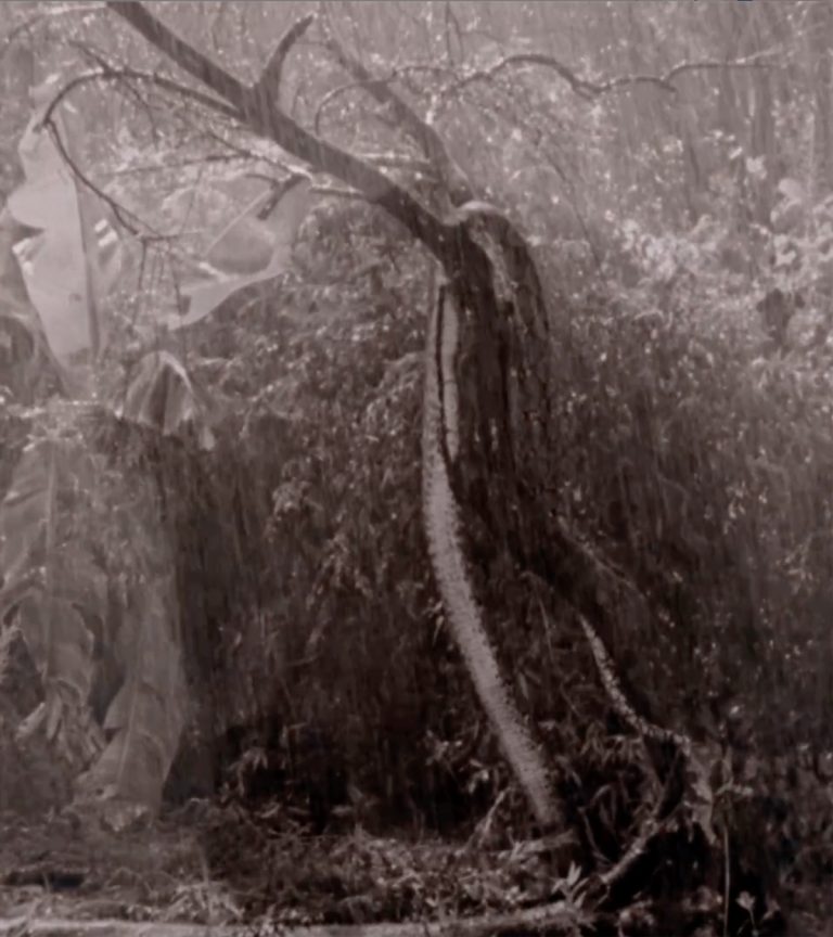 Yolanda Guainitay y la lluvia —  Parte 1 / Maria Carolina Ardila