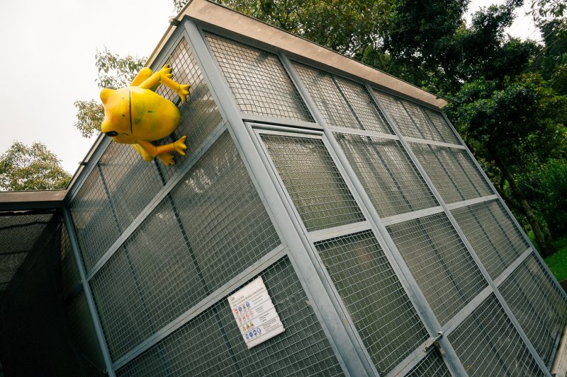 Imagen del anuncio la rana encontró su lugar en el taller de gran formato del edificio ga
