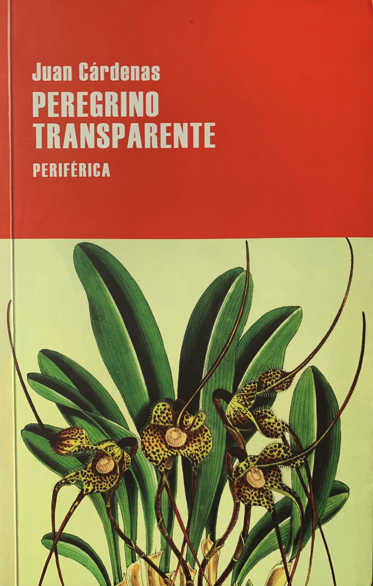 Juan Cárdenas, Peregrino transparente y la relectura del siglo XIX