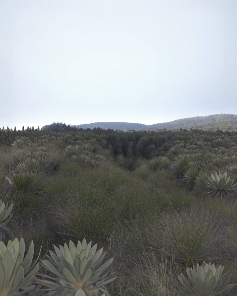 Conferencia: El Límite de una nube — Mirar las plantas más allá de su utilidad y contemplación